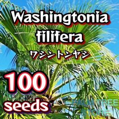【種】100粒　Washingtonia filifera　ワシントニア　フィリフェラ　ワシントンヤシ