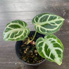 【キラキラな葉が綺麗】　アンスリウム　クリスタリナム