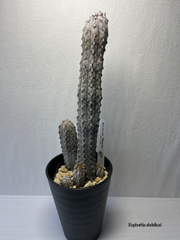 入荷ホヤホヤ‼️ ② ユーフォルビア　アブデルクリ　群生 5  全高約39cm  成長点異常⁉️