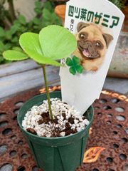 幸せを運ぶ♡四つ葉のザミア⑥