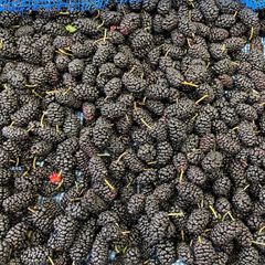 【3kg】即冷凍で鮮度・栄養そのまま！瀬戸内ブランド桑の実　マルベリー