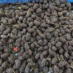 無農薬　山梨県産　桑の実　4kg(クール便) 無農薬 山梨県産 桑の実 4kg(クール便) - メルカリ