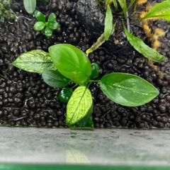 アヌビアス　ナナ　斑入り　水草　水上葉