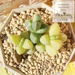 レーマニー錦 コルプスクラリア 5.5cmポット 珍しい多肉植物 苗