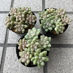 韓国苗　100苗セット　カット苗　【メルカリ便発送】多肉植物　詰め合わせ 2 多肉植物 多肉弁当 詰め合わせ 寄せ植え セット 韓国苗 カット