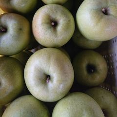 最終収穫です。！「名月約3kg入り」生産者が大好きなりんごです。甘みが強い品種、黄色のボディに頬紅を付けた見た目も愛らしいんですよ。