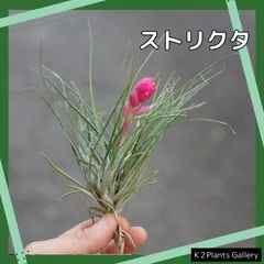 2025年最新】Tillandsia strictaの人気アイテム - メルカリ