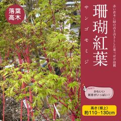 サンゴモミジ（根巻き）