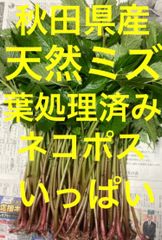 ナチュラルネイビー 鹿児島県産砂丘らっきょうM10キロ - 通販