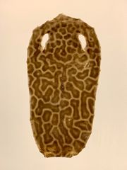 鮫皮　虎鮫14 鮫皮 虎鮫14