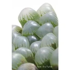 ドドソン紫オブツーサOB-1 ハオルチア  2寸ポット ススキノ科 多肉植物