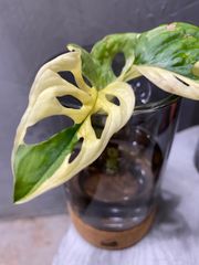 マドカズラ斑入り