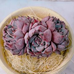 アリスブルー 多肉植物 韓国苗 ⑤ 群生❣️ 発根済❣️