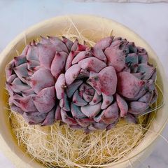 roccaさま専用出品❣️速達❣️のサムネイル