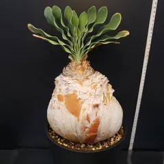 ブーファン　ハエマンソイデス　実生　A 現品限り】ブーファン・ハエマンソイデス 発根済み【L66