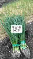 mrncs淡路島産玉ねぎ苗早生七宝1400本 mrncs淡路島産玉ねぎ苗早生七宝