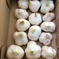 にんにく 3キロ 農薬不使用 国産ニンニク