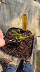 サラセニア　ルブラ　ガルフェンシス　ヘテロフィラ【食虫植物】【SARR25-0008】