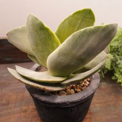 MA067	神刀錦	【イータニク】多肉植物　韓国苗　第四種郵便発送