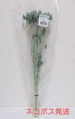 東北花材 ポアプランツ グレイッシュグリーン 新品1束