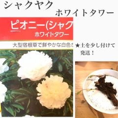 芍薬　シャクヤク　ホワイトタワー　苗・苗木・球根　　★芽でてます！　★土を少し付けての発送！　★芍薬はドライフラワーにしても香りが残ります！