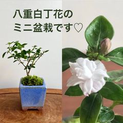 ミニ盆栽　八重白丁花　アンティークブルーの鉢