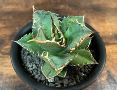 Agave Titanota アガベ チタノタ厳竜/南覇王 強棘 美株！発根済み 送料込み