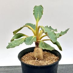 塊根植物・アガベ