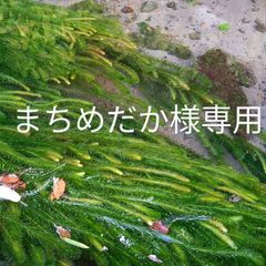 まちめだか様専用　アナカリス