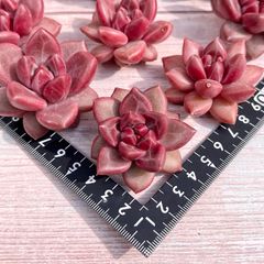 1月 ꕤ︎︎・ 新入荷苗・ꕤ︎︎