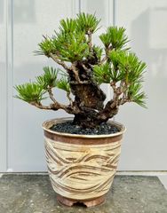 ミキナシサバルヤシ No.1 - メルカリ