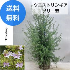 ウエストリンギア 【送料無料】 ツリー型 高さ0.9ｍ 幅0.4ｍ 18ｃｍバッグ苗 クリスマス ハーブ 洋風ガーデン シンボルツリー クリスマスツリー