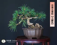 逸品！葉先までわずか9㎝　宮島五葉松　ミニ　小品　盆栽　真柏　黒松　紫陽花　楓 逸品！葉先までわずか9㎝宮島五葉松ミニ小品盆栽真柏黒松紫陽花楓
