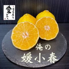 愛媛産　媛小春　家庭用5kg