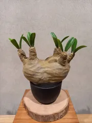 tokyグラキリス フィギア ソフビ製グラキリスちゃん (Natural) | 多肉植物・特別な鉢の
