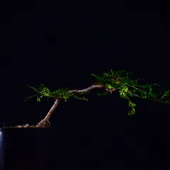 2025年最新】オペルクリカリア デカリーの人気アイテム - メルカリ