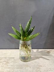 【希少種】サンセベリア ヘッジホッグ 水耕栽培