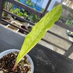 アンスリウム　フーケリー　斑入り