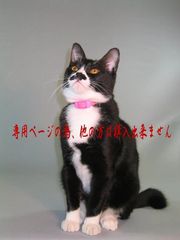 ちゅちゅちぬ様　専用ページ