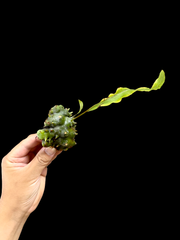 ▽Lecanopteris Spp balgooyi▽ B45 レカノプテリス　バルゴイ【プラネット】アリ植物　シダ　 Wild