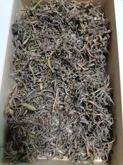ラベンダーの葉　芳香　ドライ/生葉　ハーブティー、入浴剤やポプリや精油やチンキ作り ヨモギ蒸しにプラスして