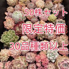 flower 本舗 - メルカリShops