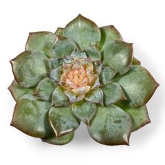 新入荷 新入荷