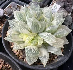 白蛇伝　葉挿し　発根済　ハオルチア　観葉植物 Amazon.co.jp: 多肉植物 ハオルチア 白蛇伝 葉挿し苗 発根済み