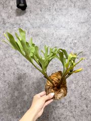 輸入直後!!【 Sサイズ】C27 ▽P.ridleyi Wild from Central Borneo ▽ リドレー　リドレイ【PLANET】ビカクシダ