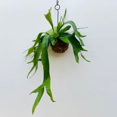 【405AＭ】【第四種郵便発送】ビカクシダ（コウモリラン）アルシコルネ（アルキコルネ）の自己主張ほどほどの苔玉　Mサイズ