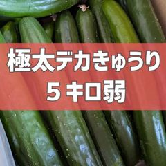 明日終了‼️超特価！5キロ弱！極太デカきゅうり！　野菜ソムリエサミット銀賞受賞　農家直送　減農薬　有機肥料　きゅうり　訳あり　規格外　5kg 産地直送