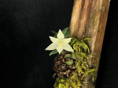 ★洋蘭★原種★Constantia cipoensis★コンスタンティア　シポエンシス★11-1