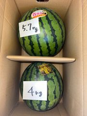 北海道沖縄離島追加送料無し　熊本県産赤肉すいか《春爽赤》5.7kg 黄色すいか《金色羅皇》4kg 現品販売
