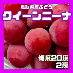 【クール便】クインニーナ 糖度20度 2房 ぶどう 葡萄 ブドウ 送料無料 クイーンニーナ